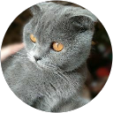 Natalia O. profile picture